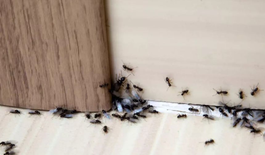 Evde karınca nasıl yok edilir?